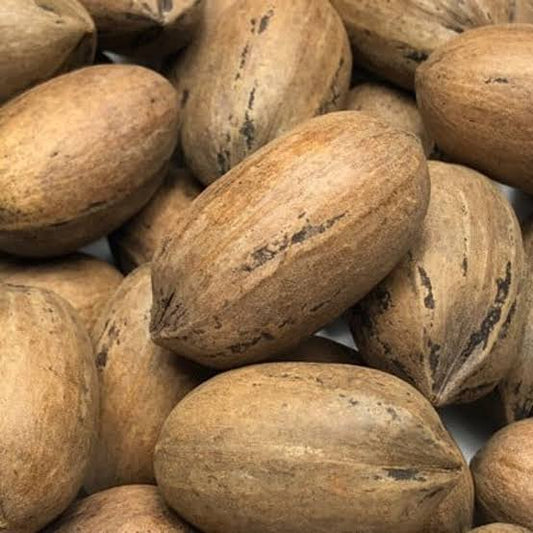 Pecan in shell